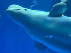 -海合安成都极地海洋公园