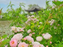 -无锡蠡湖国家湿地公园-蠡园