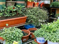 -中环花鸟鱼虫市场