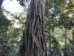 -中国科学院西双版纳热带植物园
