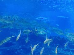 -海合安成都极地海洋公园