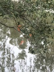 -爱帝宫月子中心(罗湖别墅院)