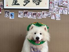 -星多哈·狗咖·拼豆·咖啡