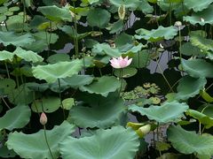 -荔湾湖公园
