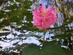 -滨湖塘西河公园