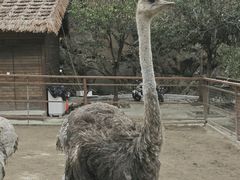 -栾川竹海野生动物园