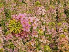 -中国天府农业博览园