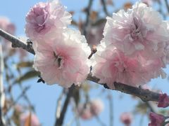 -天适樱花悠乐园