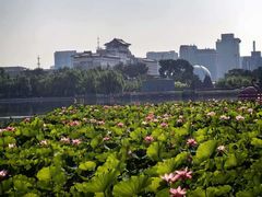 -莲花池公园