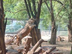 -北京野生动物园