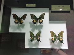 -上海昆虫博物馆