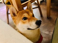 -啡语
