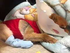 后期-西安京西宠物医院·瘫痪·疑难杂症