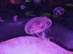 -海合安成都极地海洋公园