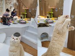 -COLOR PETS 撸猫馆·购猫·猫咖(长风大悦城店)