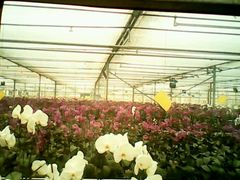 android_upload_pic-西部兰花园生态园