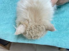 -瑞鹏宠物医院·猫科·宠保定点(梅溪湖分院)