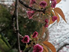 -高东镇樱花园