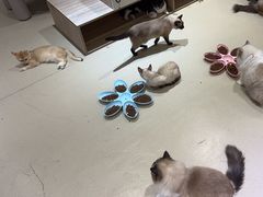 -藏猫猫咖啡主题馆(中央大道店)