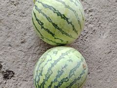 -马陆小张葡萄园农家乐