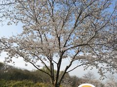 -羊山湖公园
