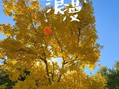 -北京西山国家森林公园