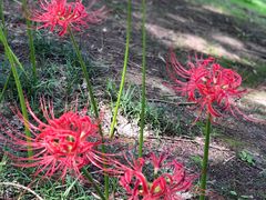 -黄海国家森林公园