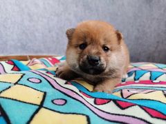 -1013 PET SHOP 宠物商店(近铁城市广场店)