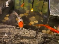 -悦慕·花满溪(新城吾悦店)