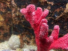 -北戴河圣蓝海洋公园