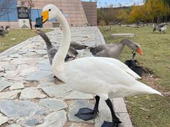 -鄂尔多斯野生动物园