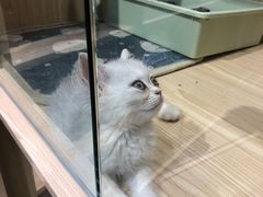 -屋虎猫馆(宝安大仟里店)