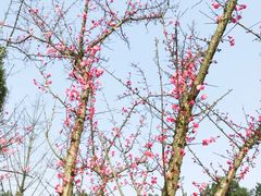 -铁山坪森林公园