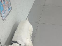 -瑞派宠物医院·24h·骨外科·皮肤科·全科宠物医疗转诊中心(沈阳浑南院)