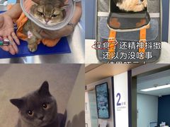 -立德24H动物医院·夜诊·转诊中心·1.5T核磁共振(海珠店)