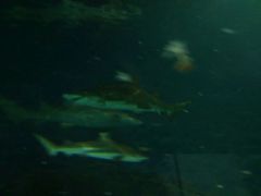 -上海海洋水族馆-停车场