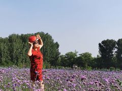 -北京东方普罗旺斯薰衣草庄园