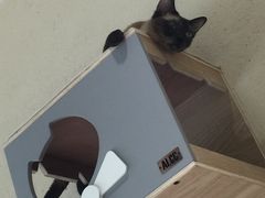 -藏猫猫咖啡主题馆(中央大道店)