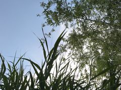 -绿堤公园
