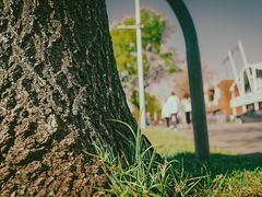 -墨尔本皇家植物园