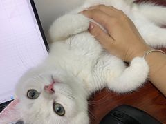 -lincat·猫舍(广州店)