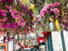 -喵屿·大理花园猫咖