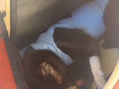 -美联众合动物医院·24h京西诊疗中心
