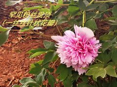 -洛阳市隋唐城遗址植物园