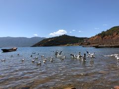 -丽江泸沽湖景区-里格半岛