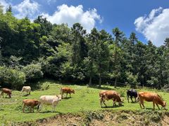 -武陵山森林公园