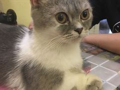 -猫色咖啡·猫咖
