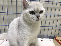 -瑞鹏宠物医院·骨科·猫科·内科(第一中心)