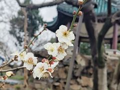 -无锡梅园公园