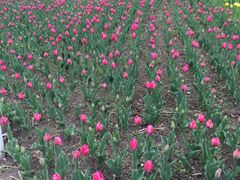 -长春公园(普阳街道)